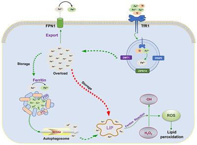 Frontiers Ferroptosis As An Emerging Target In Rheumatoid Arthritis